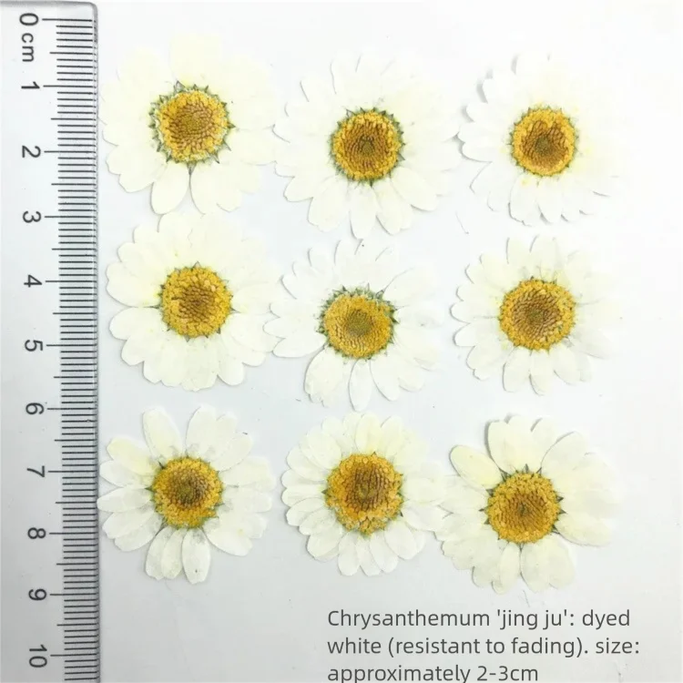 Dried Flower Bookmark - 100Pcs Dyed Chrysanthemum Dried Flower Petals