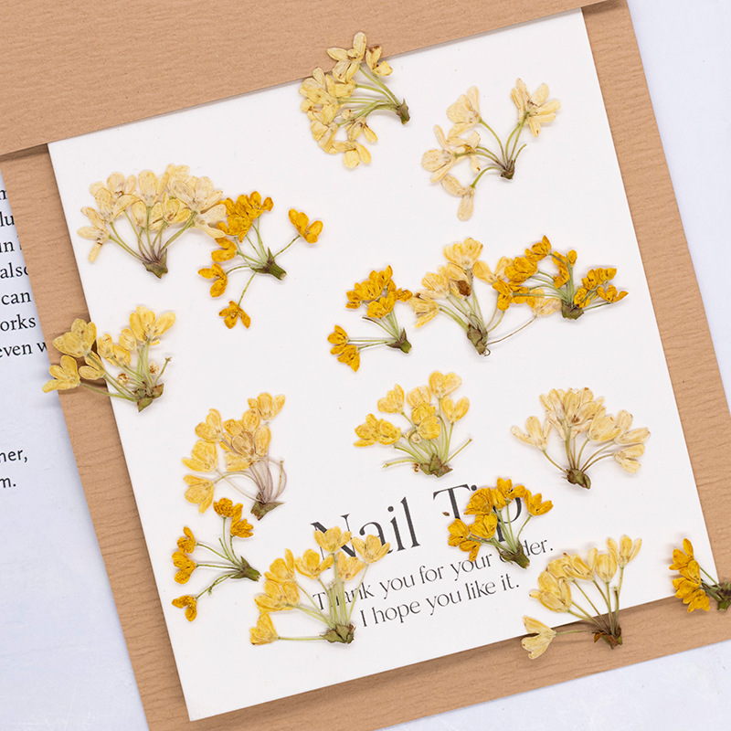 24pcs,Natural Real Pressed Flo - Dried Flower Bookmark review and price