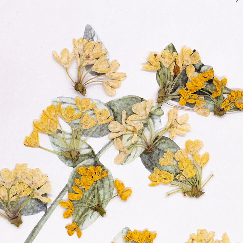24pcs,Natural Real Pressed Flo - Dried Flower Bookmark review and price