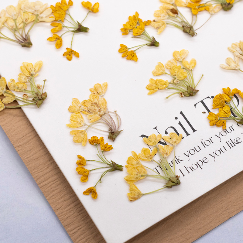 24pcs,Natural Real Pressed Flo - Dried Flower Bookmark review and price