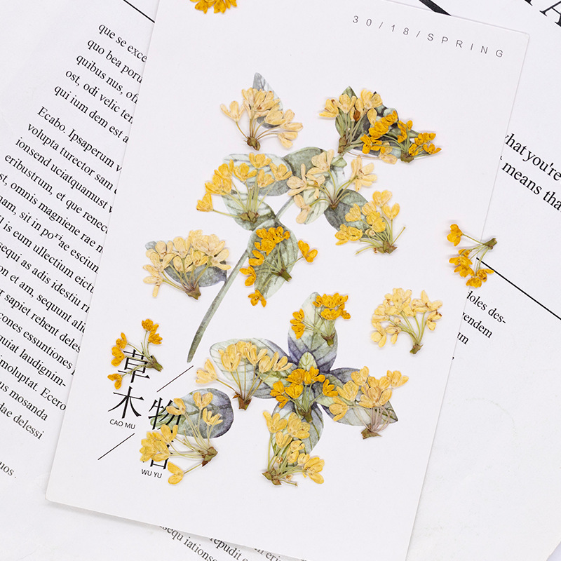 24pcs,Natural Real Pressed Flo - Dried Flower Bookmark review and price