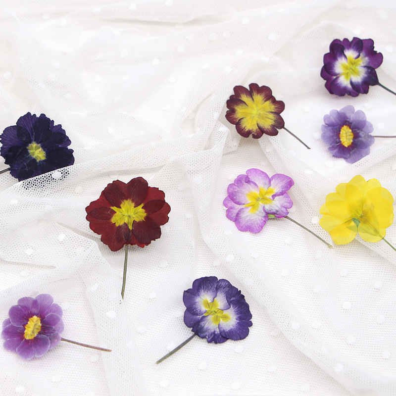 48Pcs European Primrose Teachi - Dried Flower Bookmark review and price
