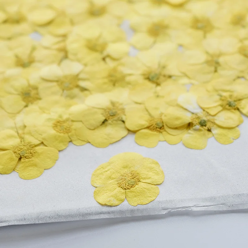 100Pcs Ranunculus Dried Flower - Dried Flower Bookmark review and price